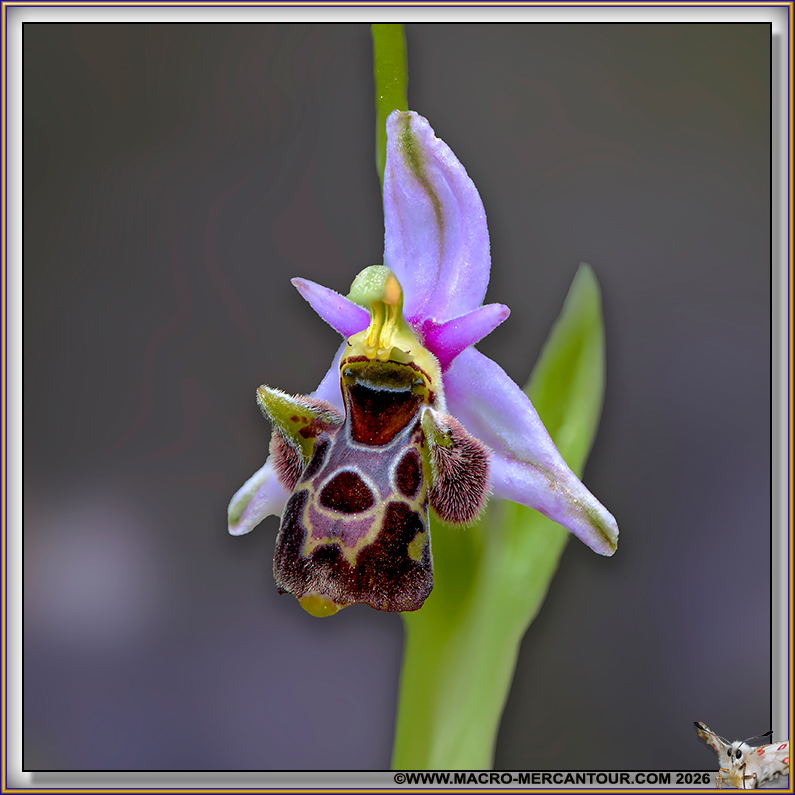 Ophrys B&eacute;casse